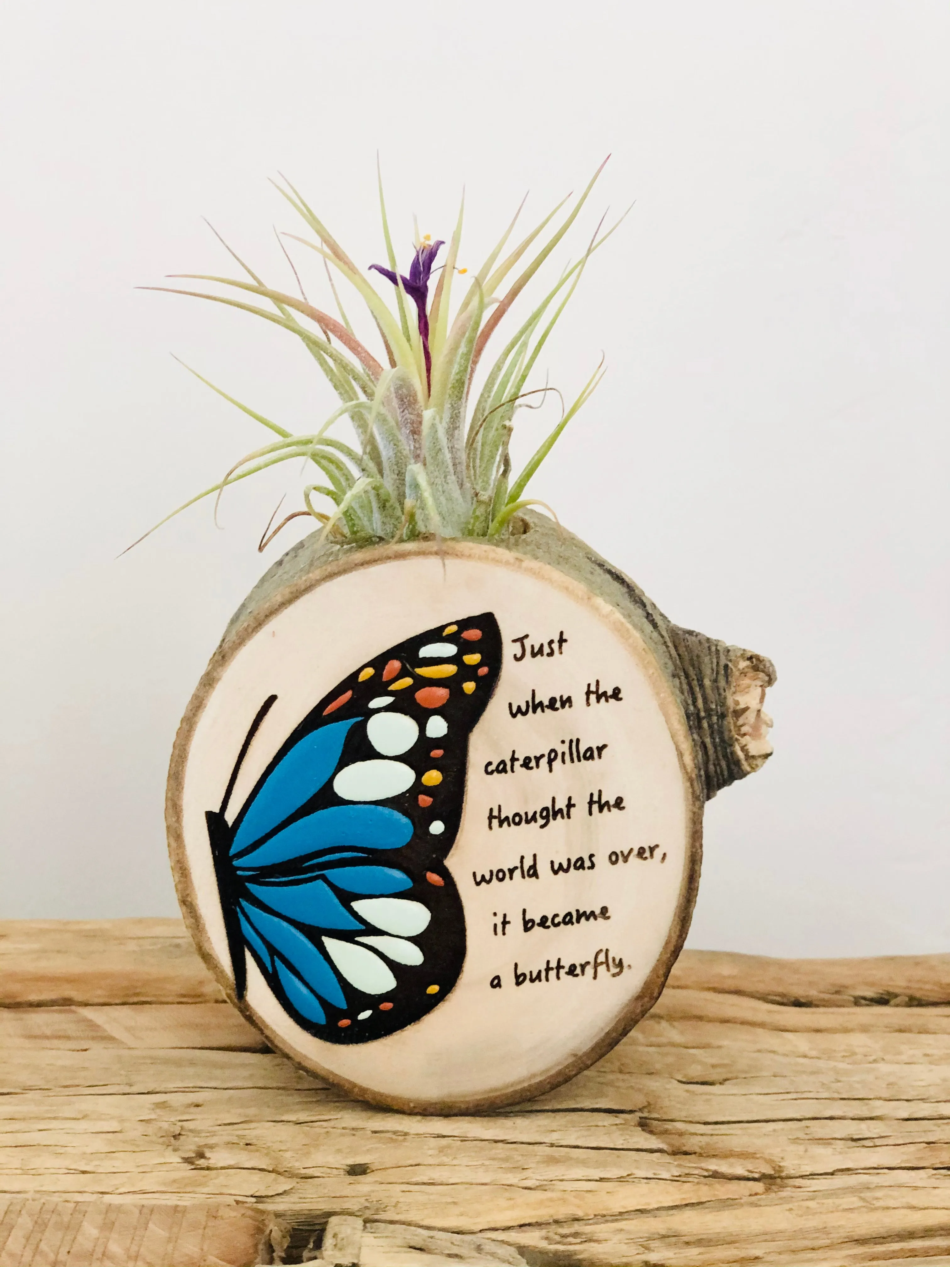 Handpainted Wooden Air plant magnet Butterfly