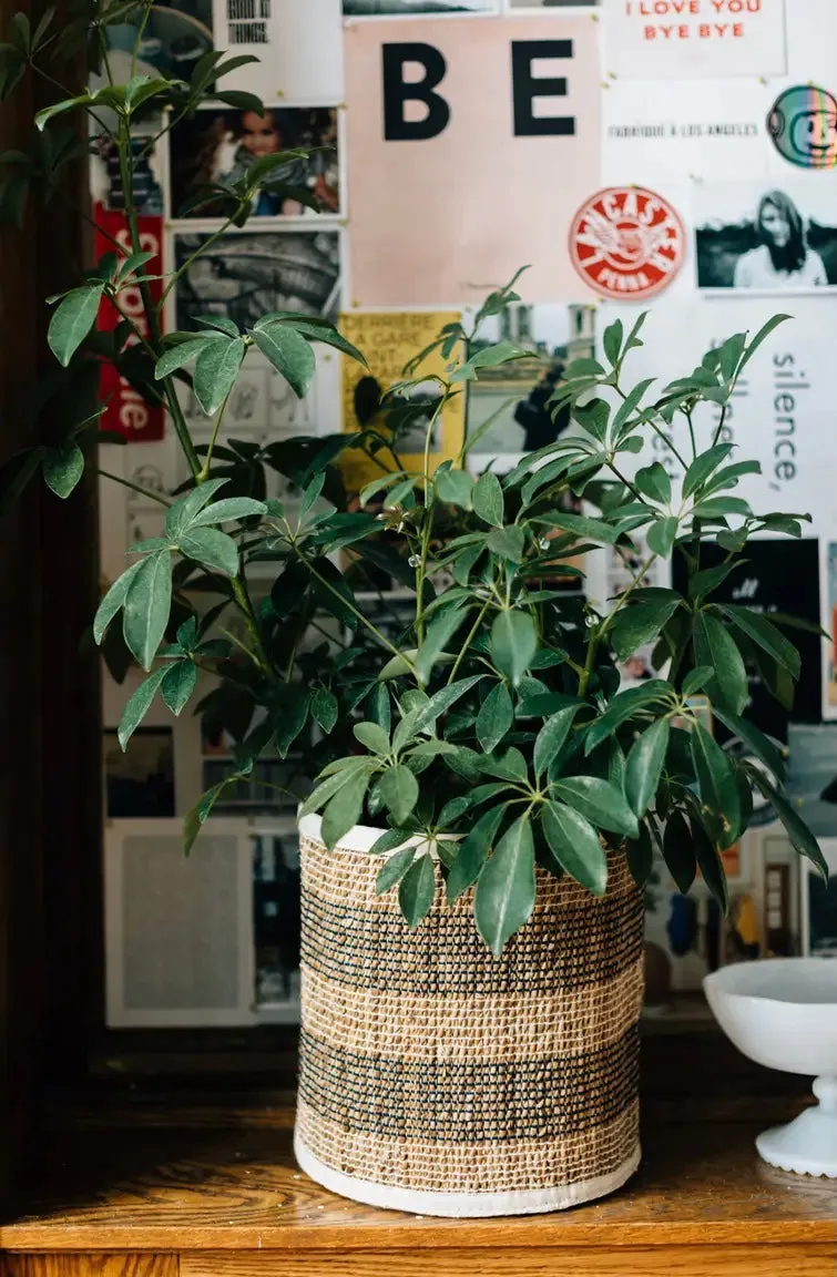 Striped Hogla Basket (Small)